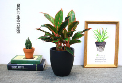 西安写字楼绿植租|西安碧盛园艺13002920517