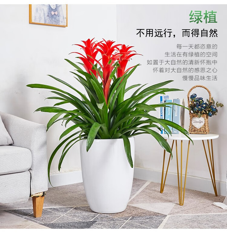 【开花花卉】开业用鸿运当头