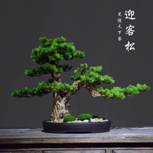 西安盆景销售|西安碧盛园艺13002920517