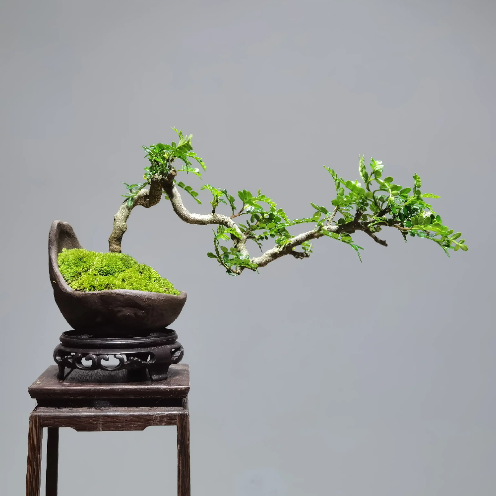 西安高端盆景私人定制|碧盛园艺